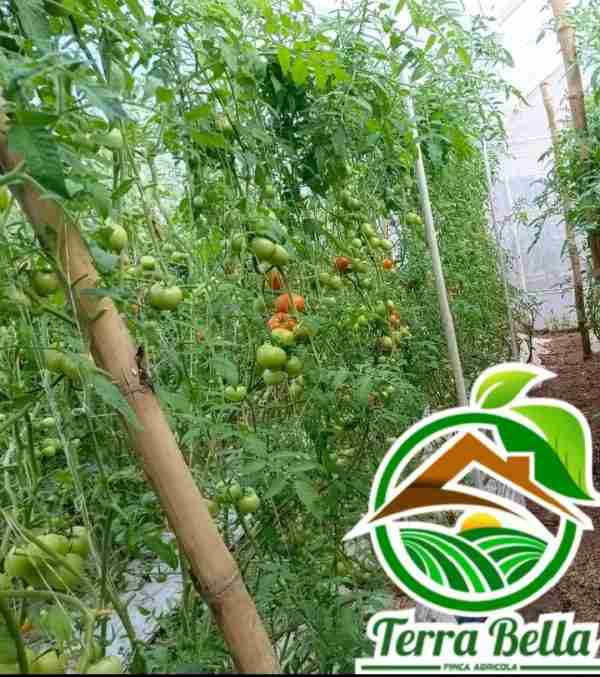 Tomate orgánico - Imagen 5