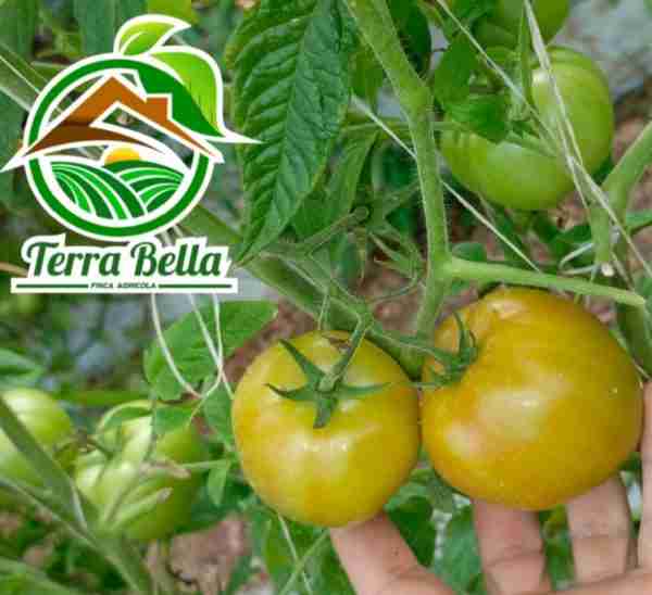 Tomate orgánico - Imagen 2
