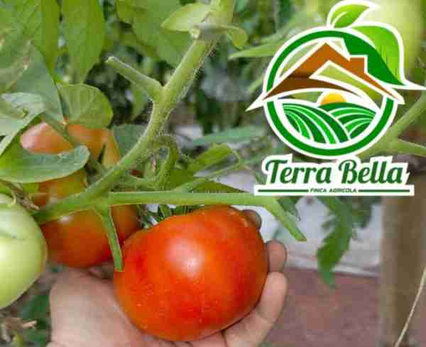 Tomate orgánico - Imagen 3